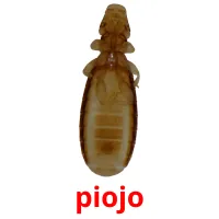 piojo cartes flash