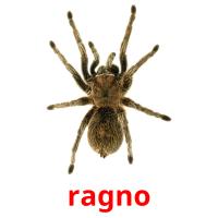 ragno picture flashcards