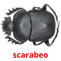 scarabeo Bildkarteikarten