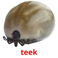 teek flashcards illustrate
