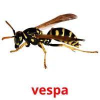 vespa Bildkarteikarten