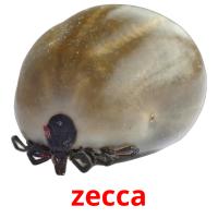 zecca picture flashcards