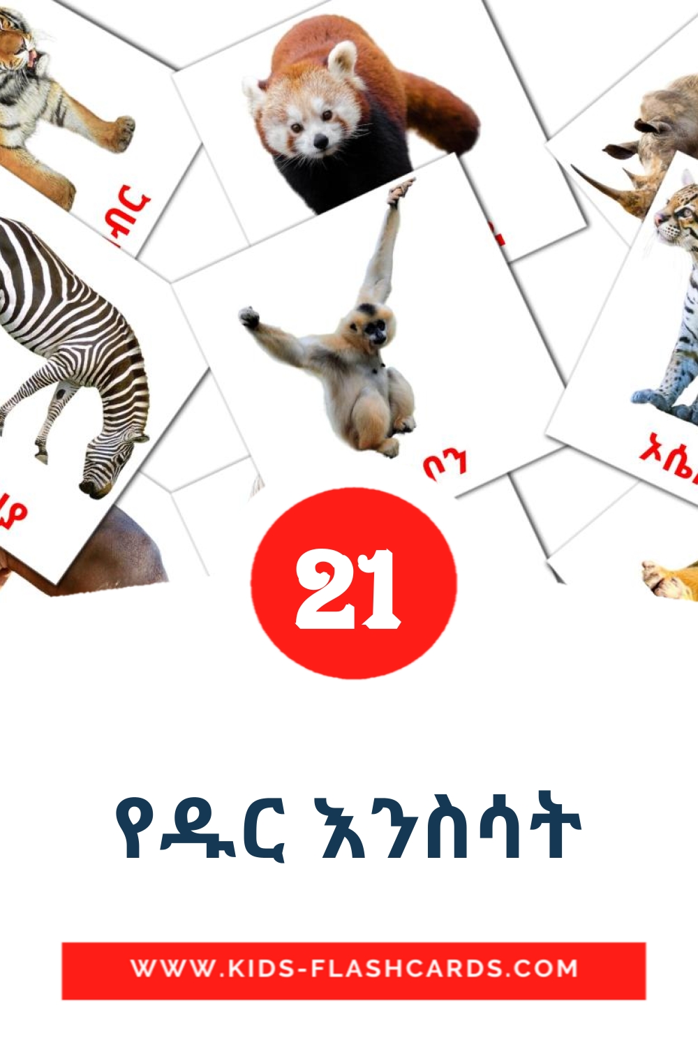 21 የዱር እንስሳት Bildkarten für den Kindergarten auf Amharische