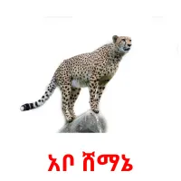 አቦ ሸማኔ карточки энциклопедических знаний