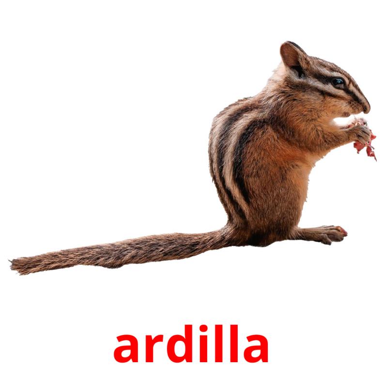 ardilla Tarjetas didacticas