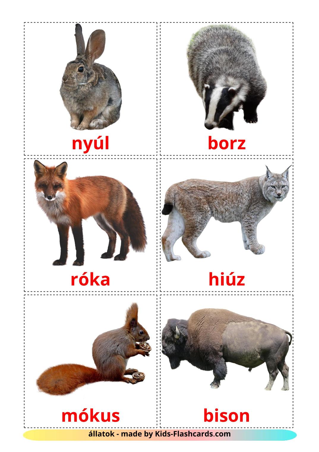 Forest animals - 22 Free Printable amharic Flashcards 
