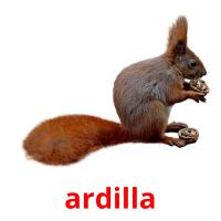 ardilla Tarjetas didacticas