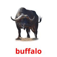buffalo flashcards illustrate
