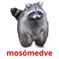 mosómedve picture flashcards