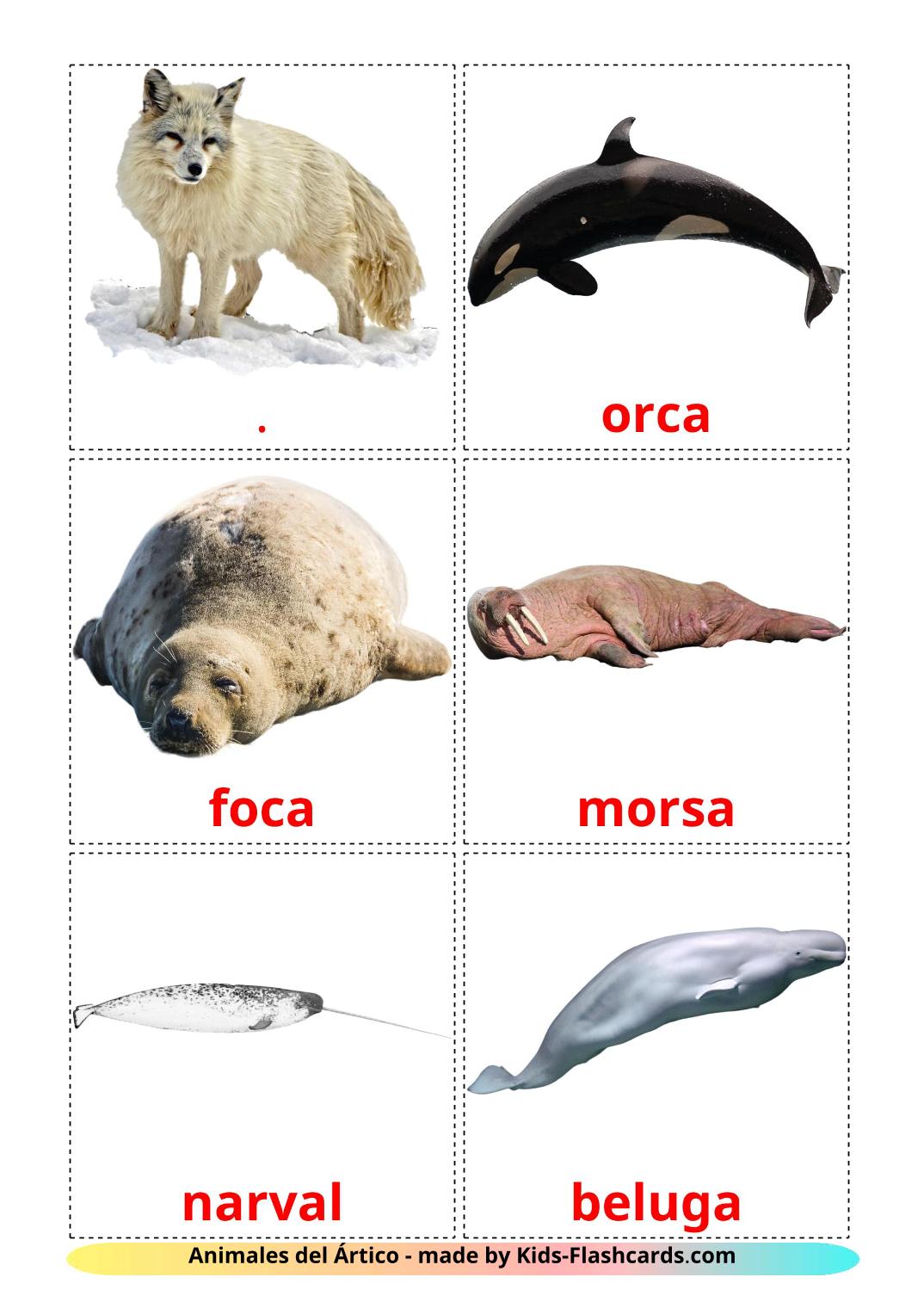 Animales del Ártico - 14 flashcards checo stampabili gratuitamente