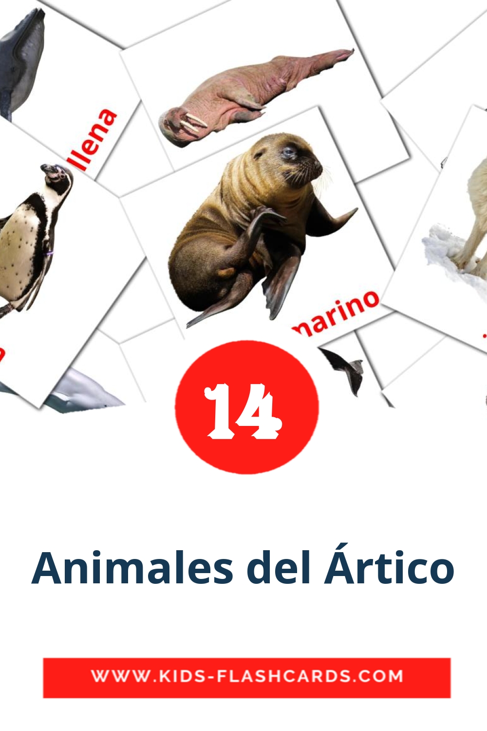 14 Animales del Ártico Bildkarten für den Kindergarten auf Amharische