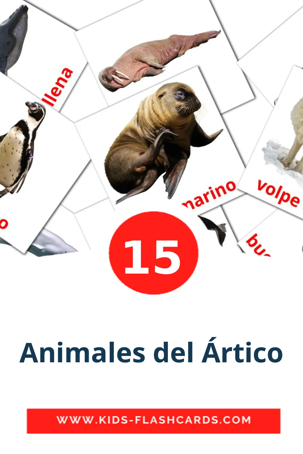 15 Animales del Ártico Bildkarten für den Kindergarten auf Amharische