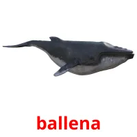 ballena Bildkarteikarten