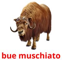 bue muschiato picture flashcards