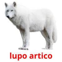 lupo artico Bildkarteikarten