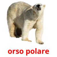 orso polare picture flashcards