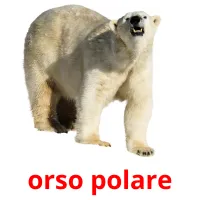 orso polare Bildkarteikarten