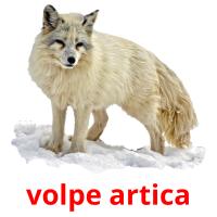 volpe artica picture flashcards