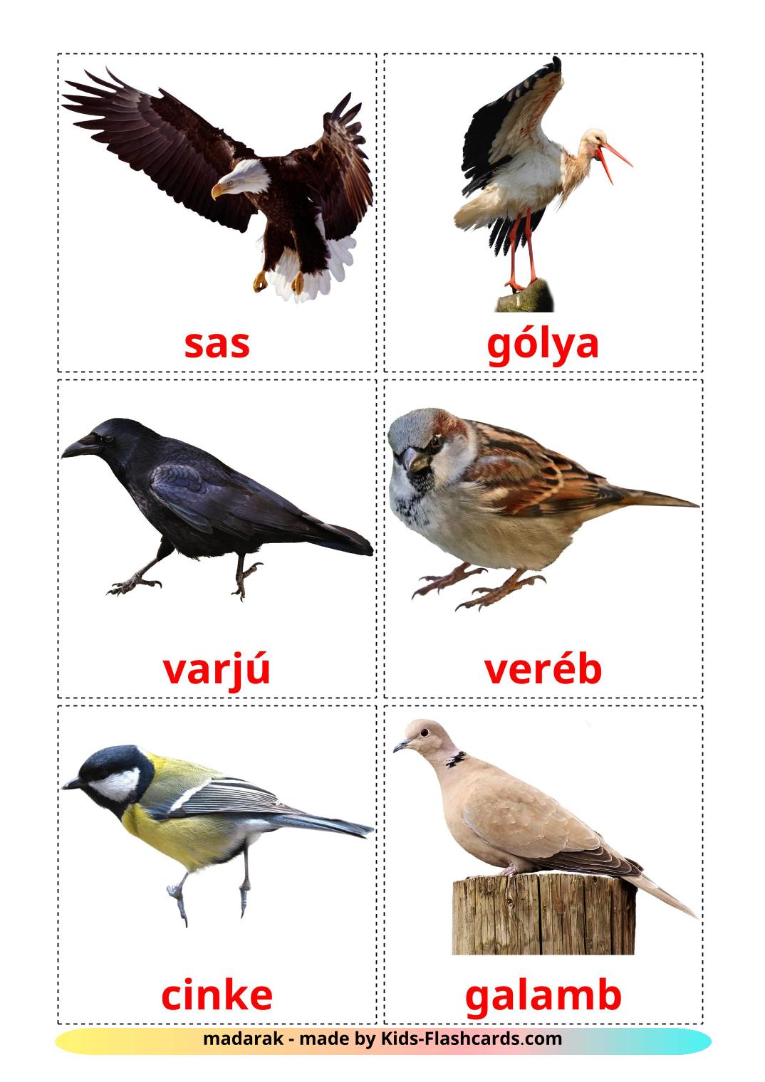 Uccelli selvaggi - 18 flashcards amárica stampabili gratuitamente