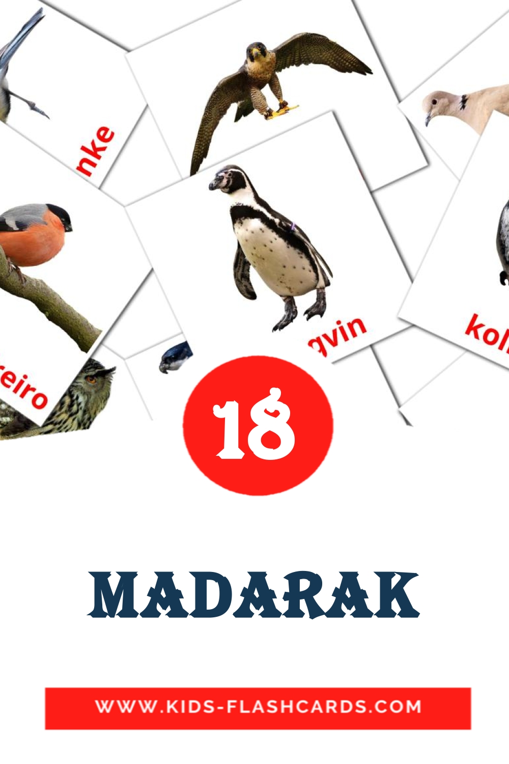 18 madarak Picture Cards for Kindergarden in amharic