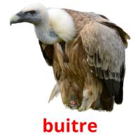 buitre cartões com imagens