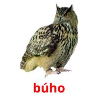 búho flashcards illustrate