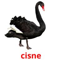 cisne picture flashcards