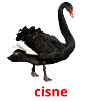 cisne cartões com imagens