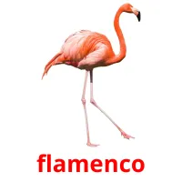 flamenco cartões com imagens