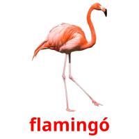flamingó flashcards illustrate