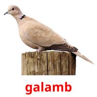 galamb picture flashcards