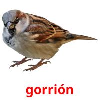 gorrión flashcards illustrate