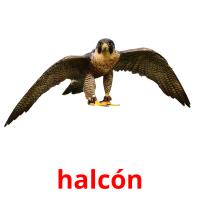 halcón flashcards illustrate