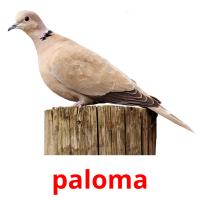 paloma picture flashcards