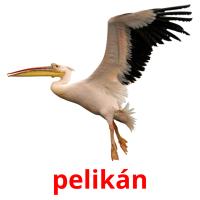pelikán flashcards illustrate