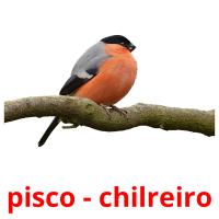 pisco - chilreiro Bildkarteikarten