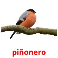 piñonero cartões com imagens