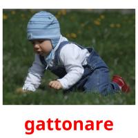 gattonare cartes flash