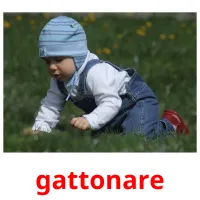 gattonare picture flashcards