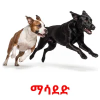 ማሳደድ picture flashcards
