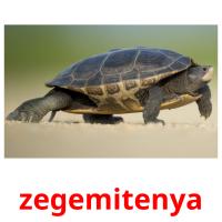zegemitenya picture flashcards