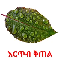 እርጥብ ቅጠል Bildkarteikarten