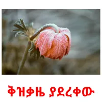 ቅዝቃዜ ያደረቀው kuvakortit