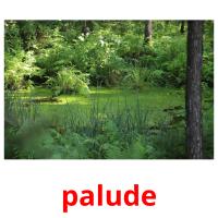 palude picture flashcards