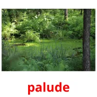 palude flashcards illustrate