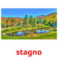 stagno picture flashcards