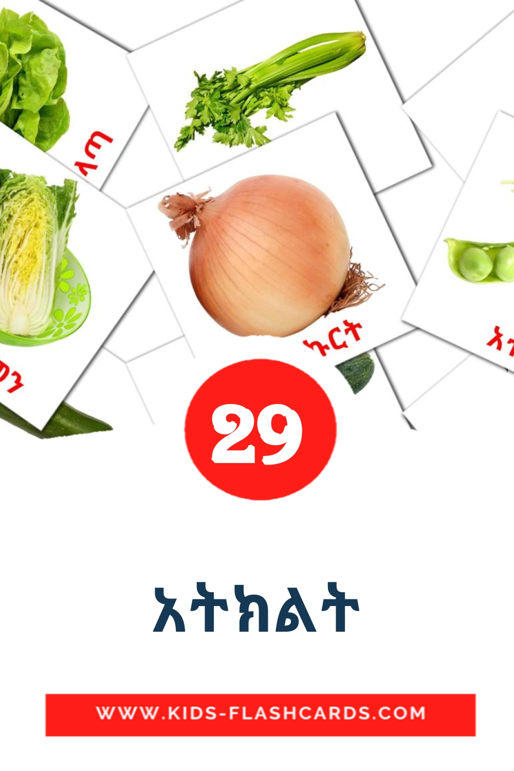 29 አትክልት Picture Cards for Kindergarden in amharic