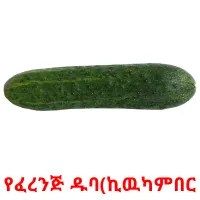 የፈረንጅ ዱባ(ኪዉካምበር Bildkarteikarten