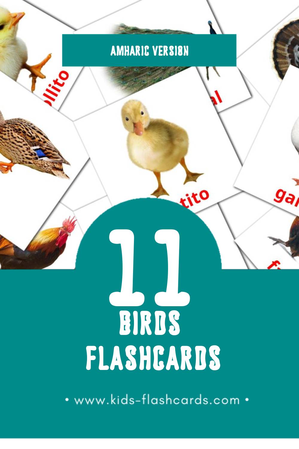 Visual Aves da quinta Flashcards for Toddlers (29 cards in Amharic)