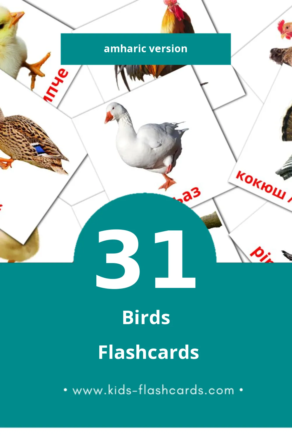 Visual Aves da quinta Flashcards for Toddlers (31 cards in Amharic)